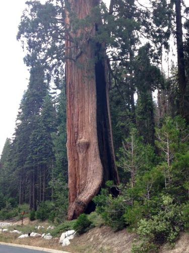 セコイア国立公園 世界一の木 ってどんな 写真やサイズを公開 親めり子